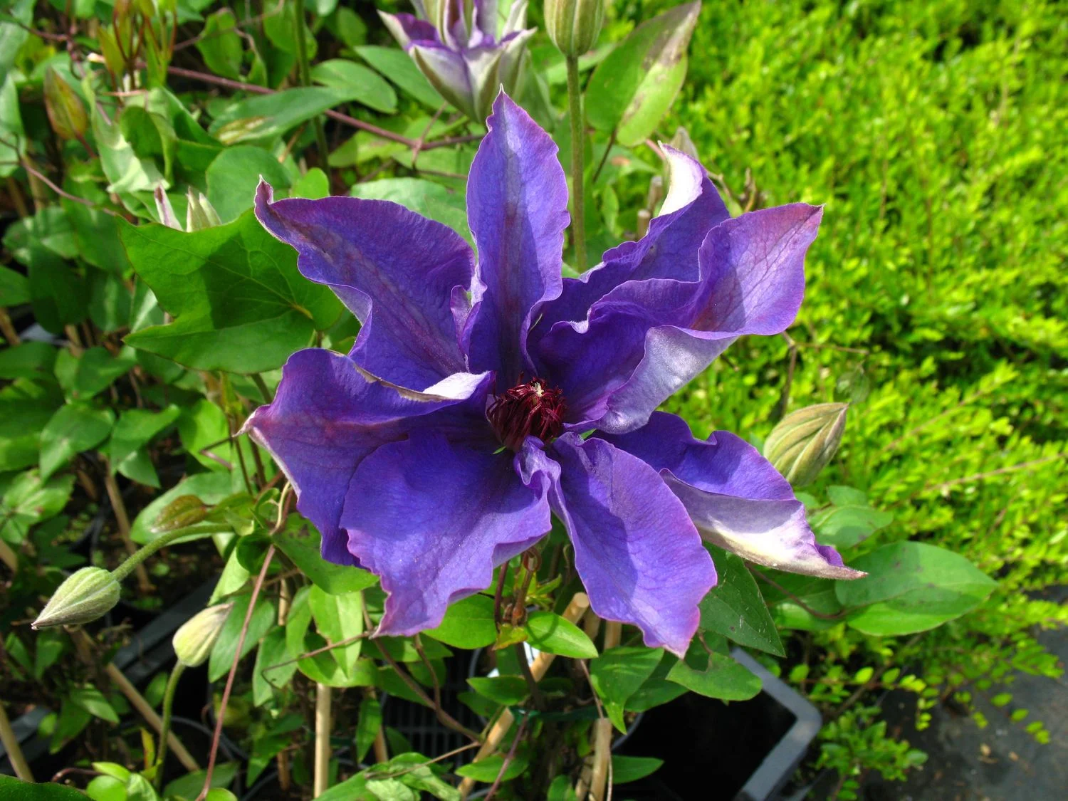 Clematis The President® – Bild 2 von 2
