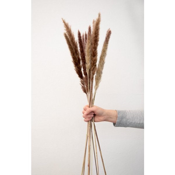 Trockenblume Pampasgras Mini - Reed bunch, ca. 70cm, 1 Bund (10-15 Stiele) Pampasgras, coco+cozy, Höhe 70 cm, Bund