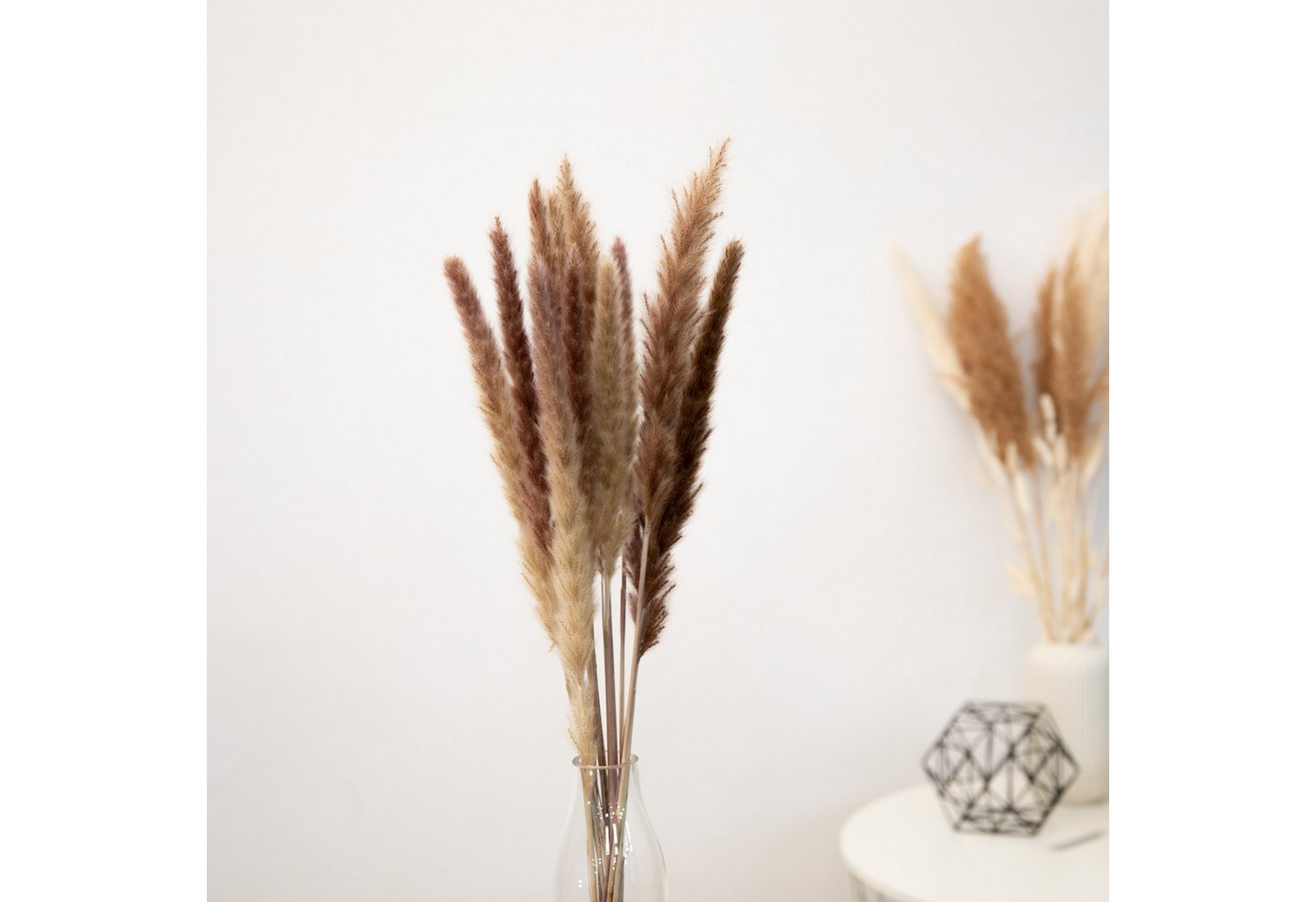 Trockenblume Pampasgras Mini - Reed bunch, ca. 70cm, 1 Bund (10-15 Stiele) Pampasgras, coco+cozy, Höhe 70 cm, Bund – Bild 2 von 5