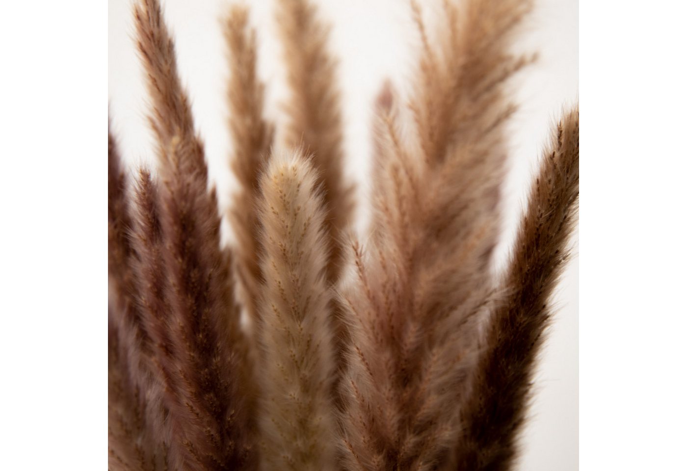 Trockenblume Pampasgras Mini - Reed bunch, ca. 70cm, 1 Bund (10-15 Stiele) Pampasgras, coco+cozy, Höhe 70 cm, Bund – Bild 3 von 5