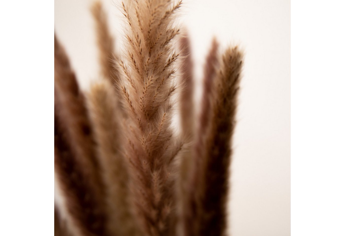 Trockenblume Pampasgras Mini - Reed bunch, ca. 70cm, 1 Bund (10-15 Stiele) Pampasgras, coco+cozy, Höhe 70 cm, Bund – Bild 5 von 5
