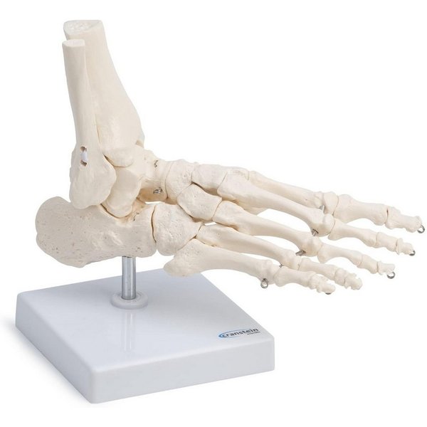 Cranstein Scientific Dekoobjekt Fußskelett Fuß Anatomie Modell lebensgroß mit Schien- und Wadenbeinans