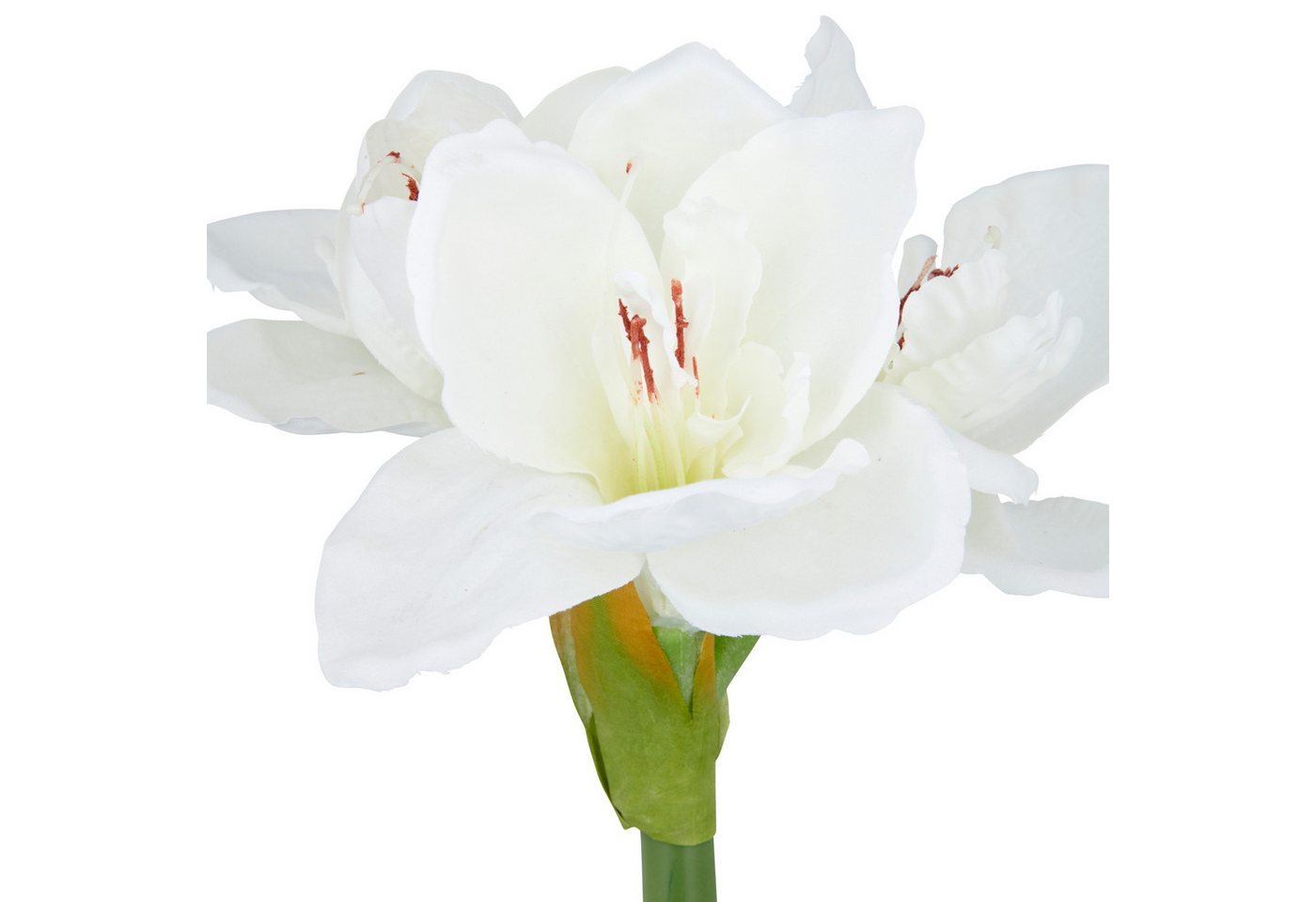 Kunstblume Amaryllis, Creativ green, Höhe 35 cm, mit traumhaft schöner Blüte – Bild 4 von 5
