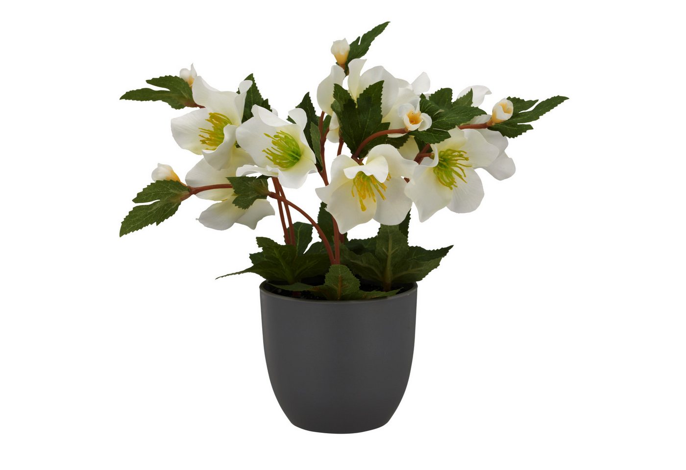 Kunstblume Christrose, Creativ green, Höhe 23 cm, mit üppiger Blütenpracht – Bild 2 von 3