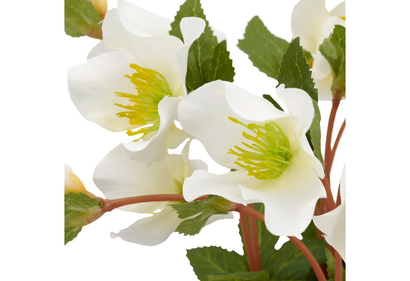 Kunstblume Christrose, Creativ green, Höhe 23 cm, mit üppiger Blütenpracht – Bild 3 von 3
