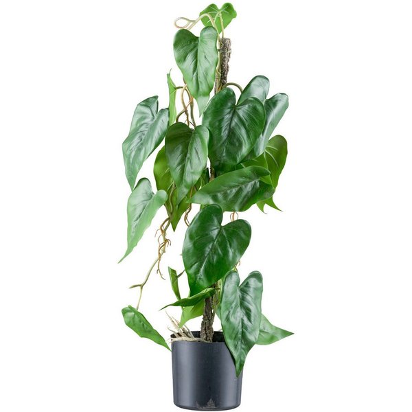 Kunstblume Flamingoblume, Creativ green, Höhe 66 cm, mit verschlungenem Stamm