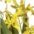 Kunstorchidee Oncidie Dancing Queen Orchidee Oncidie, Creativ green, Höhe 60 cm – Bild 2 von 2