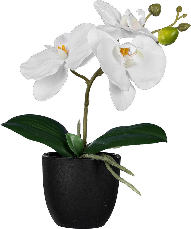 Kunstorchidee Orchidee Phalaenopsis, Creativ green, Höhe 23 cm, mit naturgetreuen Blüten – Bild 2 von 3