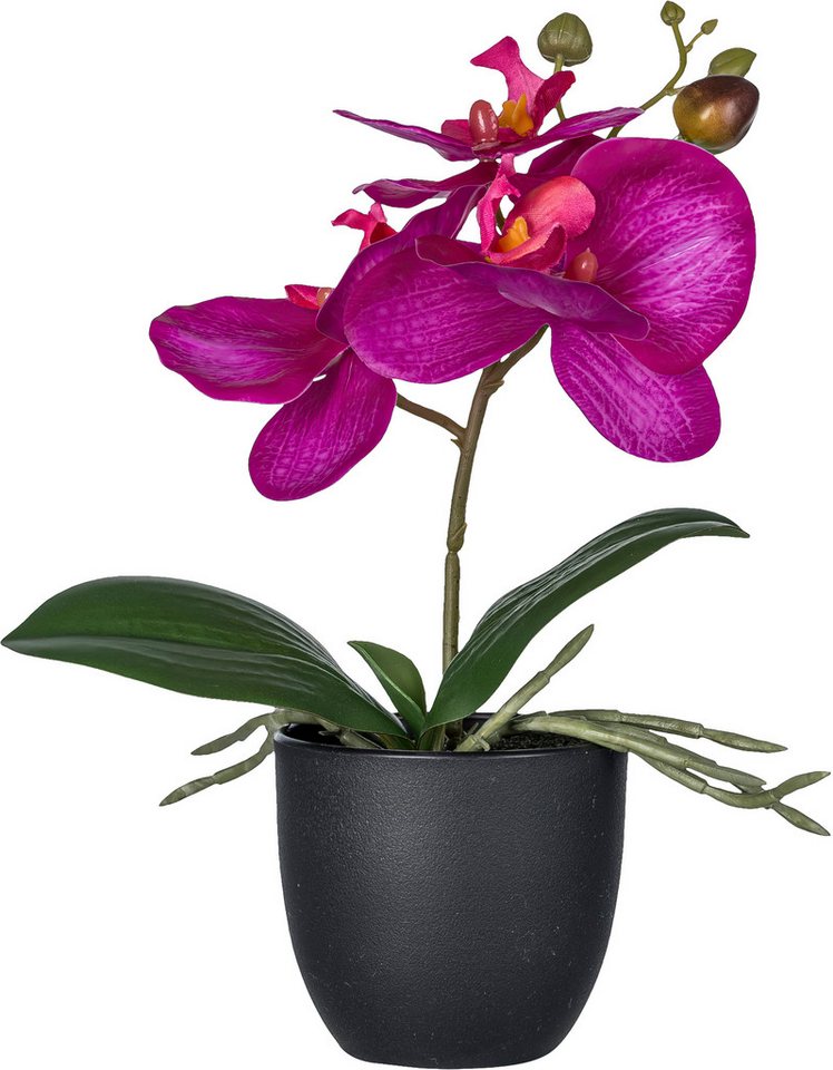 Kunstorchidee Orchidee Phalaenopsis, Creativ green, Höhe 23 cm, mit naturgetreuen Blüten – Bild 2 von 3