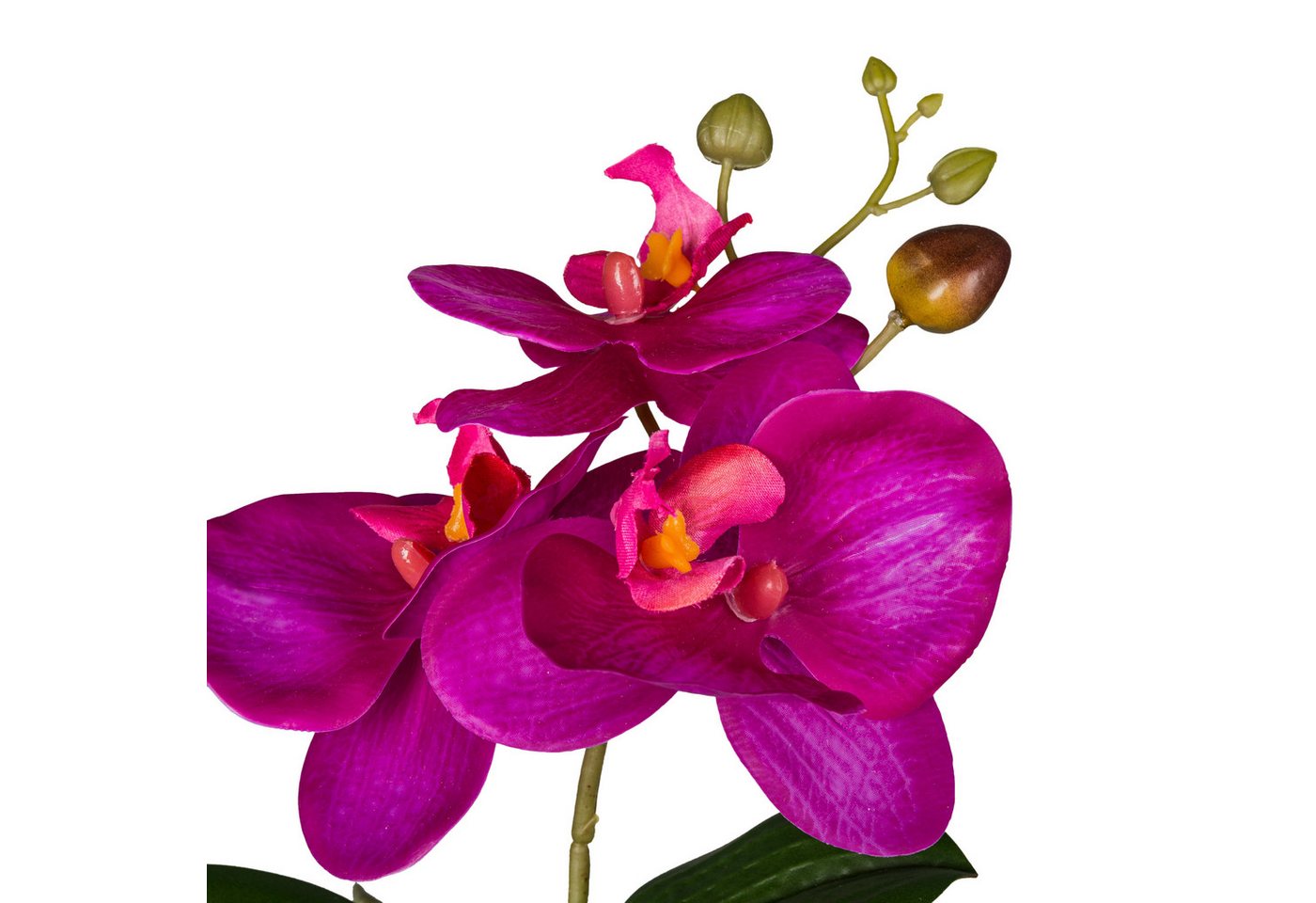 Kunstorchidee Orchidee Phalaenopsis, Creativ green, Höhe 23 cm, mit naturgetreuen Blüten – Bild 3 von 3