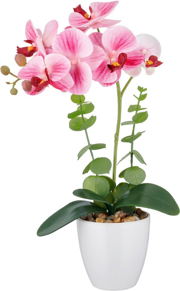 Kunstorchidee Orchidee Phalaenopsis, Creativ green, Höhe 40 cm, mit Eukalyptuszweigen – Bild 3 von 5