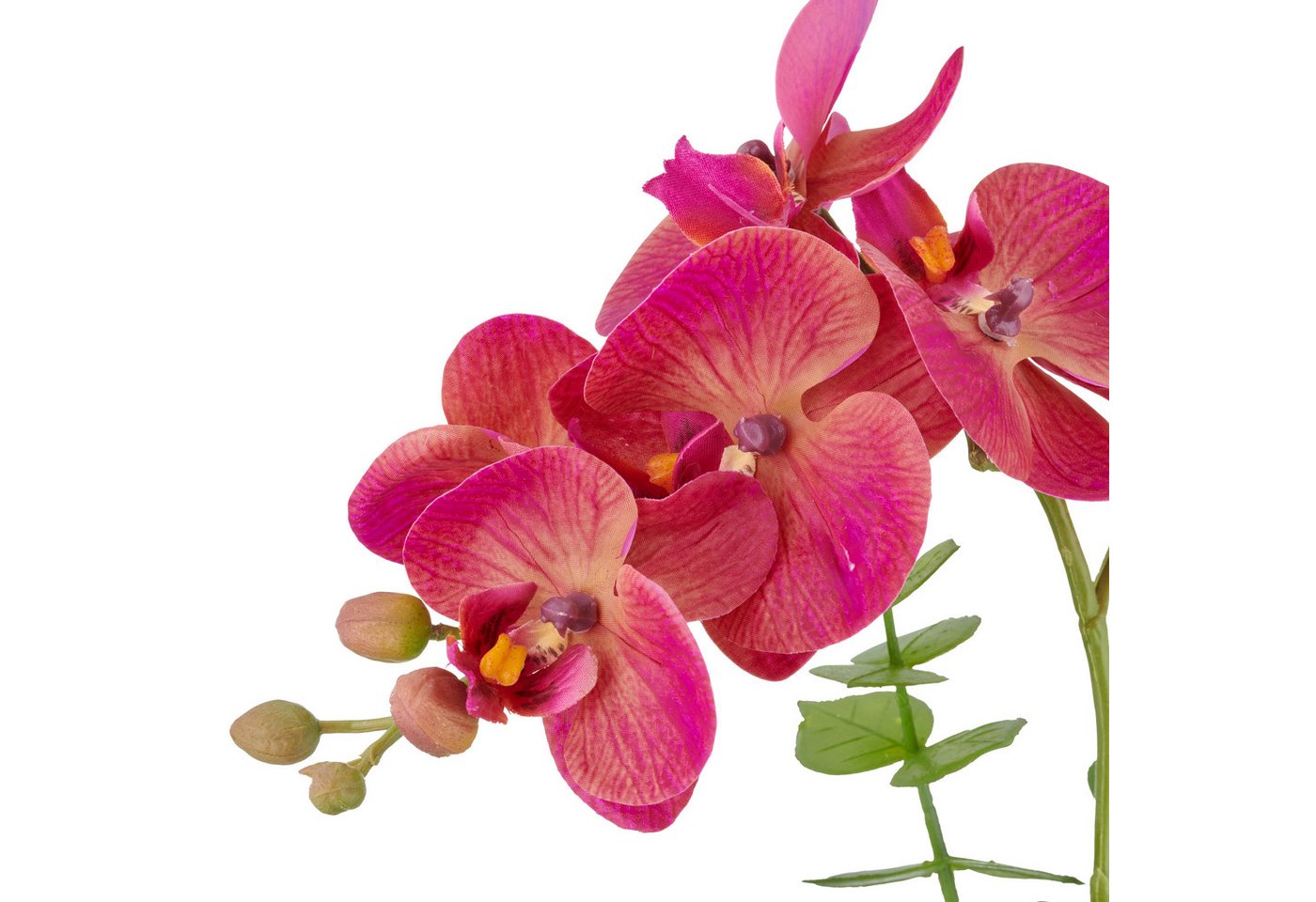 Kunstorchidee Orchidee Phalaenopsis, Creativ green, Höhe 40 cm, mit Eukalyptuszweigen – Bild 5 von 5