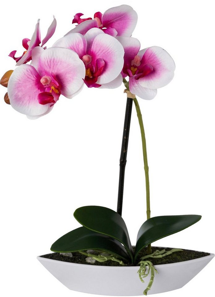 Kunstorchidee Phalaenopsis, Creativ green, Höhe 30 cm, 2er Set, in Kunststoffschale – Bild 2 von 3