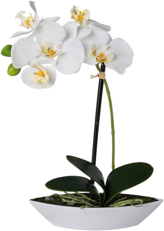 Kunstorchidee Phalaenopsis, Creativ green, Höhe 30 cm, 2er Set, in Kunststoffschale – Bild 2 von 3