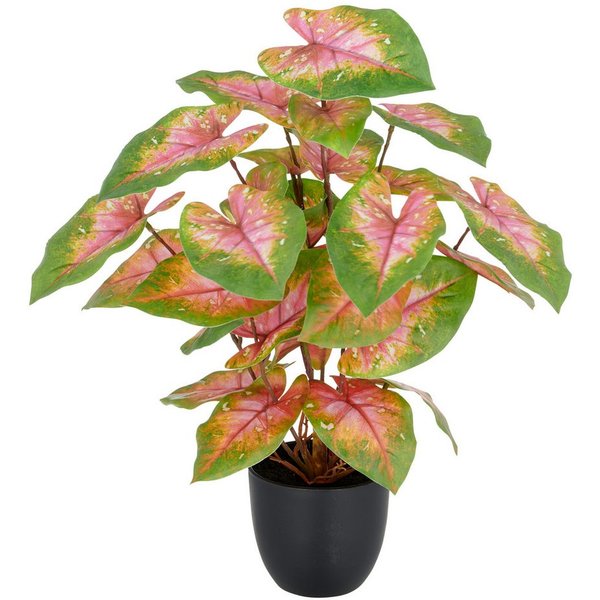 Kunstpflanze Caladium, Creativ green, Höhe 40 cm, mit außergewöhnlicher Blattzeichnung