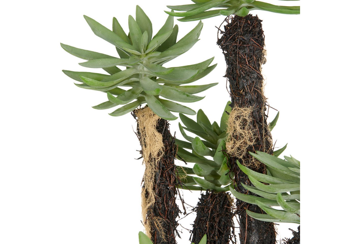 Kunstpflanze Dudleya, Creativ green, Höhe 80 cm, mit naturgetreuer Gestaltung – Bild 2 von 2