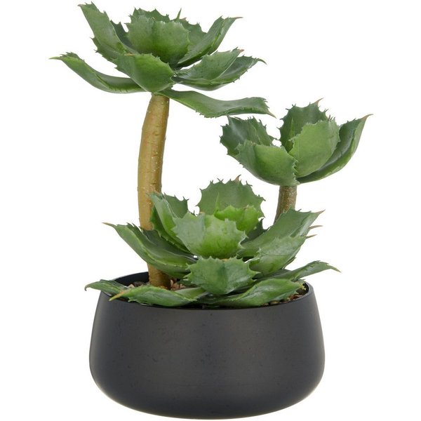 Kunstpflanze Echeveria, Creativ green, Höhe 28 cm, mit dekorativem Kies