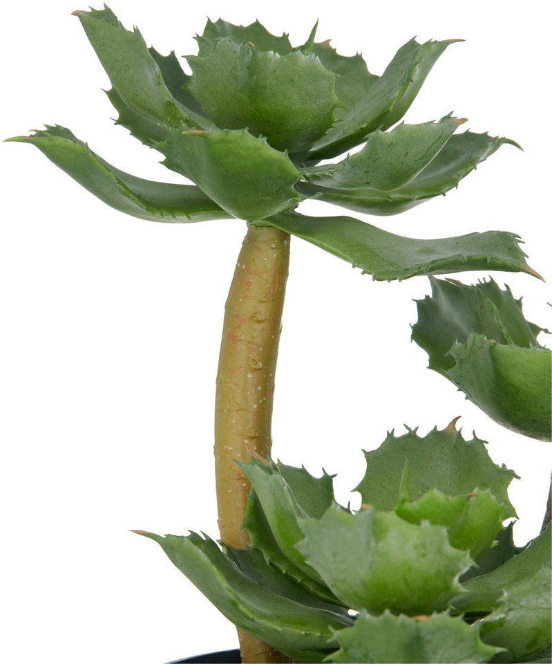 Kunstpflanze Echeveria, Creativ green, Höhe 28 cm, mit dekorativem Kies – Bild 2 von 2