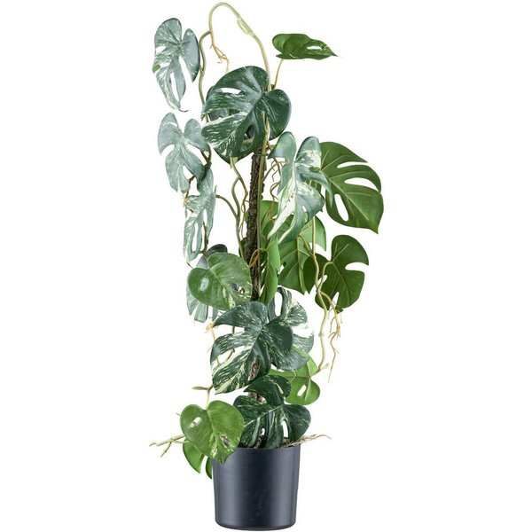 Kunstpflanze Philodendron varigata, Creativ green, Höhe 66 cm, mit verschlungenem Stamm