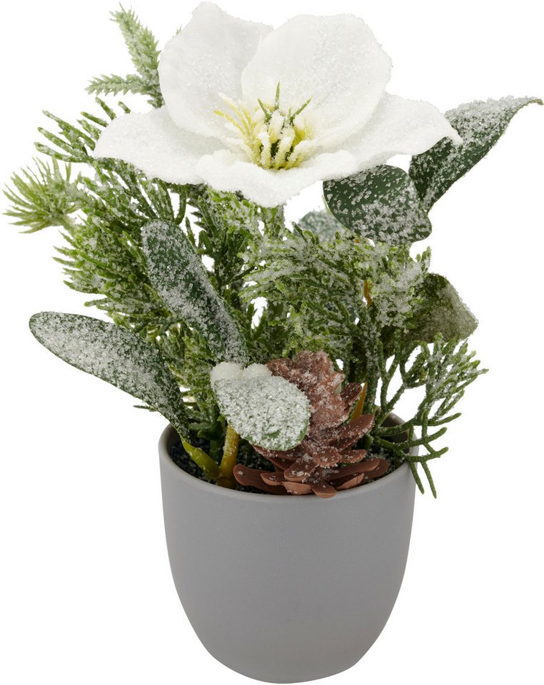 Winterliche Kunstpflanze Arrangement mit Christrose, Creativ green, Höhe 23 cm, mit üppiger Blütenpracht – Bild 2 von 3