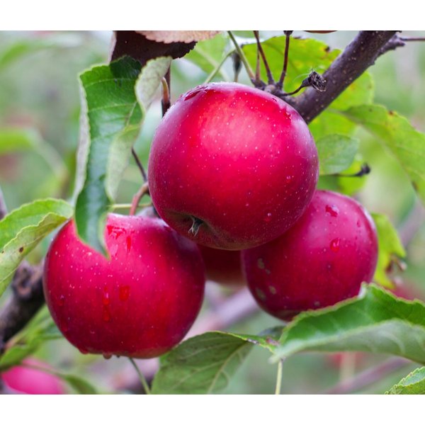 Dehner Apfelbaum Rotfleischiger Apfel Baya Marisa, Malus domestica, ca. 150-200 cm, Apfelbaum mit intensiv rosa Blüten und rotfleischigen Früchten