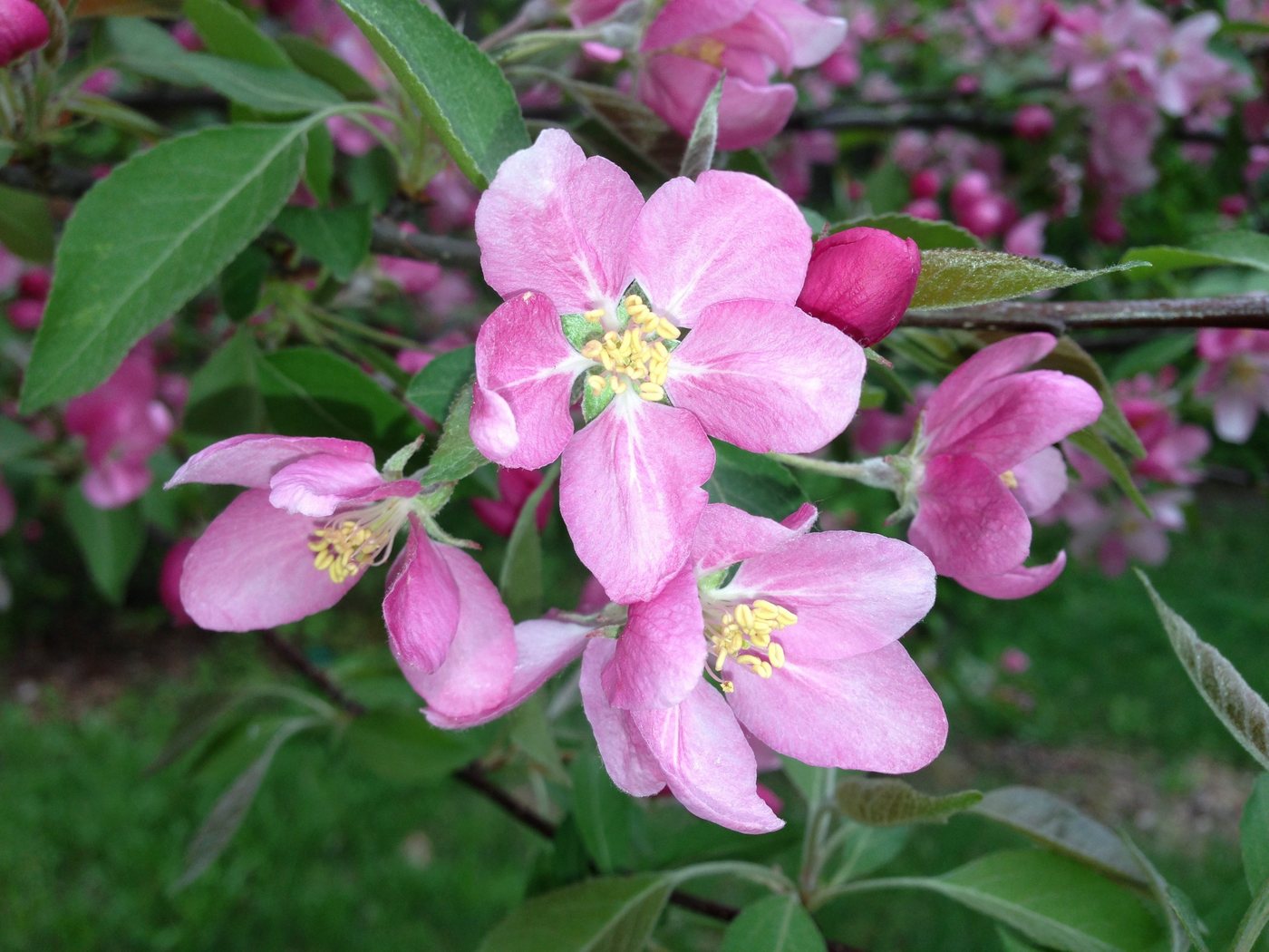 Dehner Apfelbaum Rotfleischiger Apfel Baya Marisa, Malus domestica, ca. 150-200 cm, Apfelbaum mit intensiv rosa Blüten und rotfleischigen Früchten – Bild 4 von 4