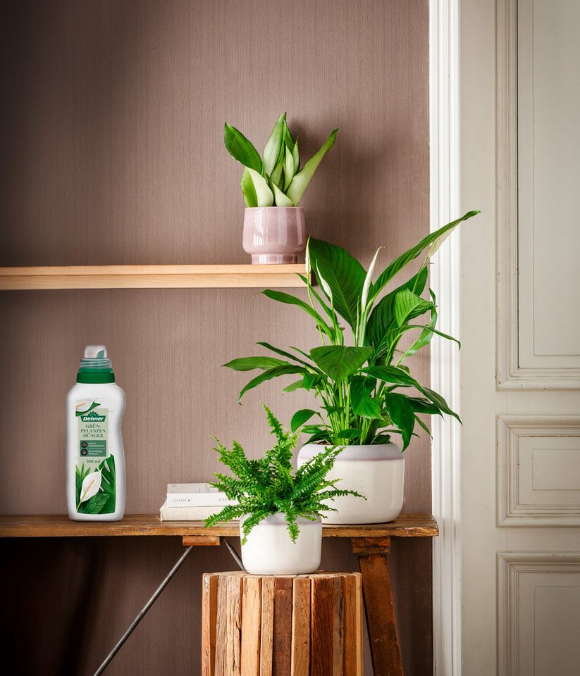 Dehner Blumendünger Grünpflanzendünger, hochwertiger NPK-Dünger, 500 ml, für ca. 100 l, 100 l Gießwasser, Flüssigdünger, organisch, mit Spurennährstoffen – Bild 5 von 5