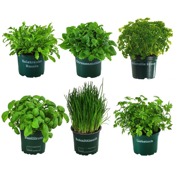 Dehner Gewürzkraut Kräuter-Set, Küchenkräuter, 6 Stück, je ca. 15 cm