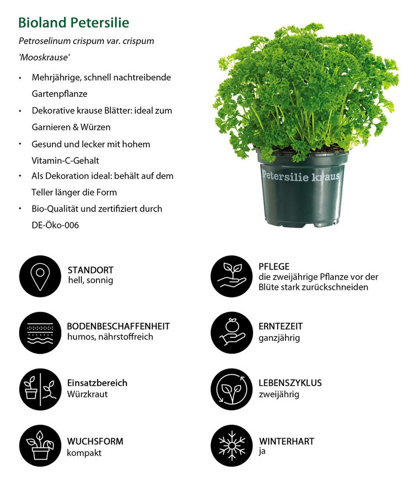 Dehner Gewürzkraut Kräuter-Set, Küchenkräuter, 6 Stück, je ca. 15 cm – Bild 4 von 5