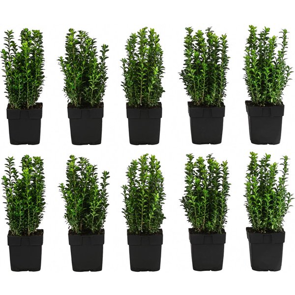 Dehner Hecken Gewöhnlicher Buchs, 10 Pflanzen, ca. 2 m, 30 cm, immergrüner Sichtschutz, auch geeignet für Kübel
