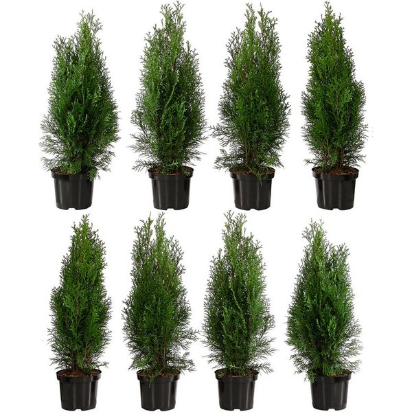 Dehner Hecken Lebensbaum Smaragd, Thuja-Hecke, 8 x ca. 60-70 cm, immergrüne Zypresse als Sichtschutz-Hecke