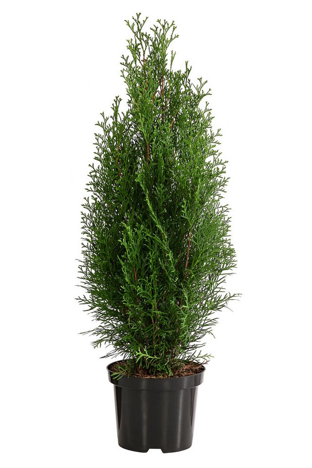 Dehner Hecken Lebensbaum Smaragd, Thuja-Hecke, 8 x ca. 60-70 cm, immergrüne Zypresse als Sichtschutz-Hecke – Bild 2 von 3