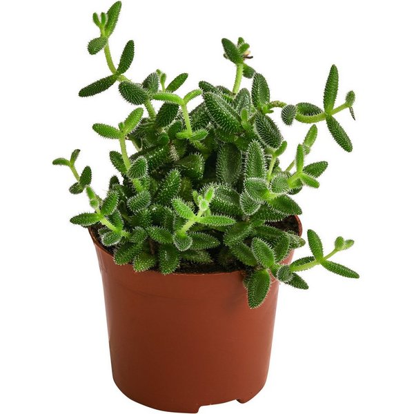 Dehner Kaktus Gurkenpflanze, Delosperma echinatum, ca. 20 cm, Ø Topf 12 cm, Sukkulente mit fleischigen und behaarten Blättern