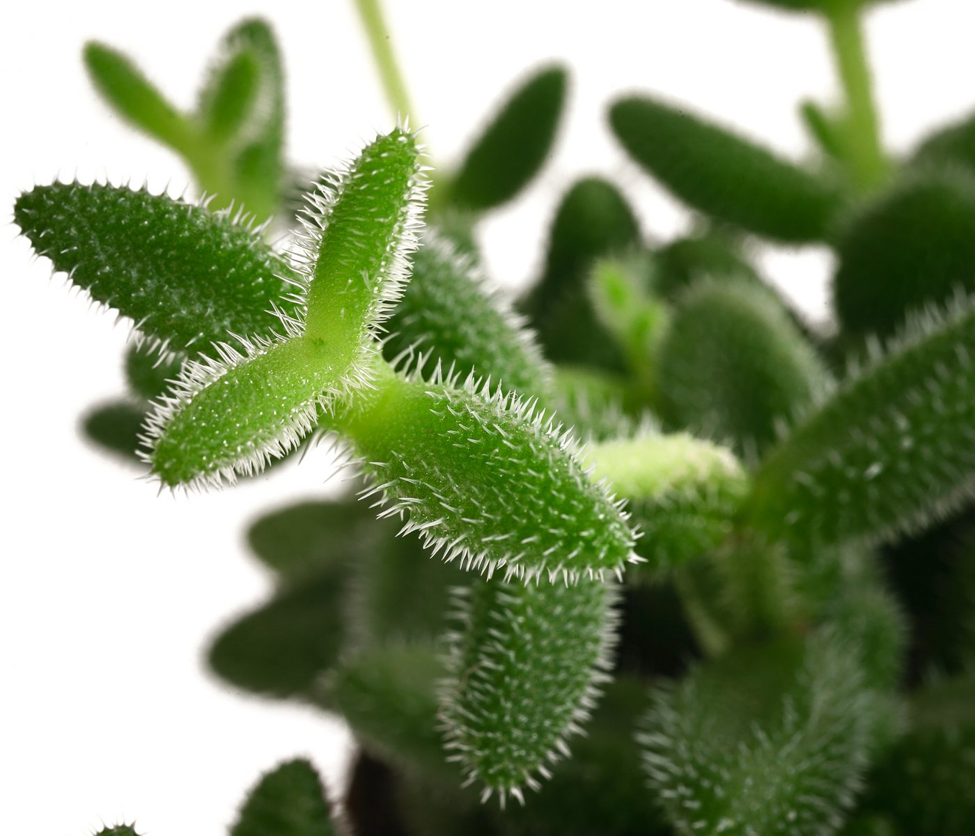 Dehner Kaktus Gurkenpflanze, Delosperma echinatum, ca. 20 cm, Ø Topf 12 cm, Sukkulente mit fleischigen und behaarten Blättern – Bild 2 von 2