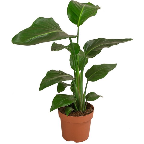 Dehner Kübelpflanzen Baumstrelitzie, Strelitzia nicolai, tropische Pflanze, versch. Größen, imposante, wärmeliebende Grünpflanze mit niedrigem Wasserbedarf