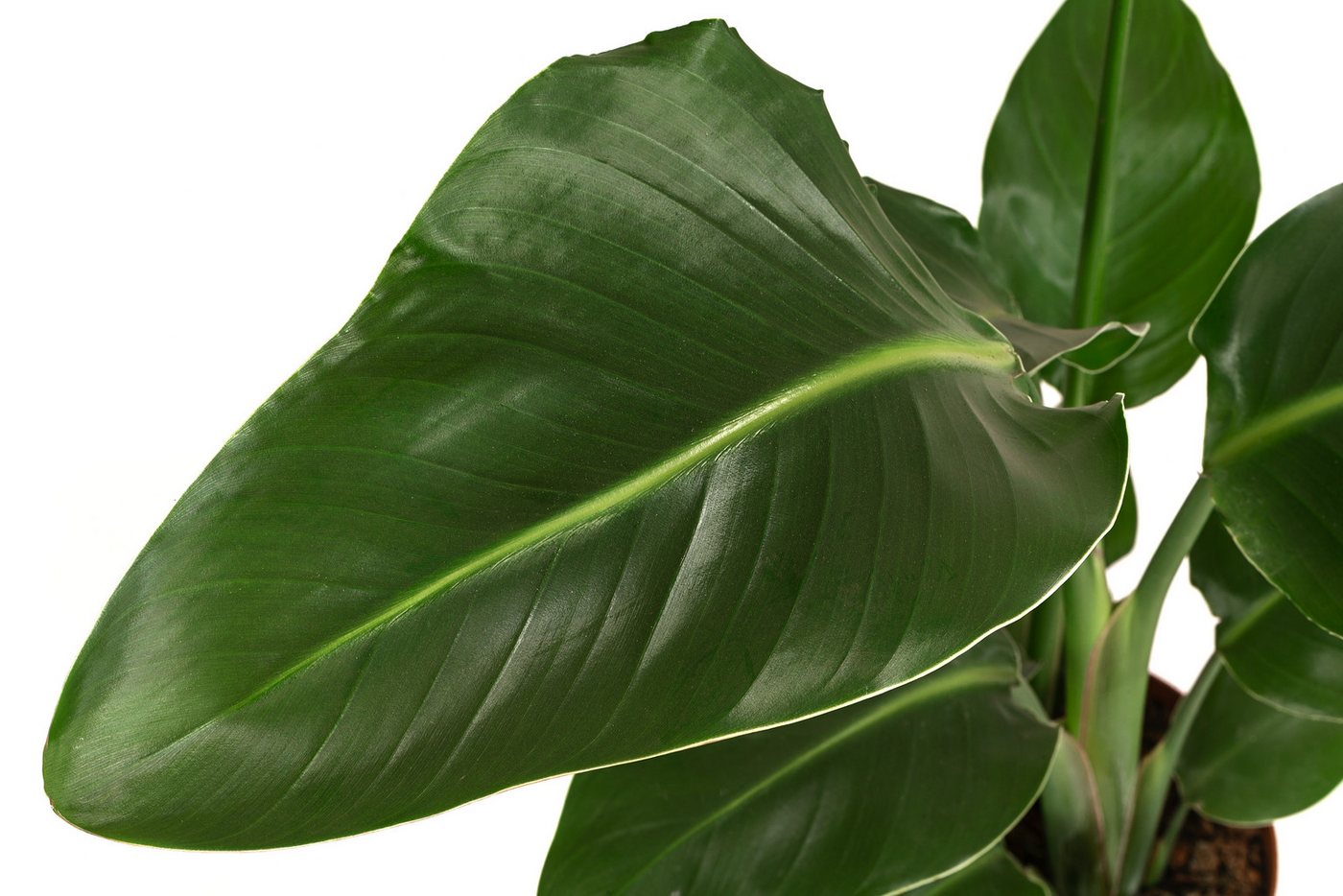Dehner Kübelpflanzen Baumstrelitzie, Strelitzia nicolai, tropische Pflanze, versch. Größen, imposante, wärmeliebende Grünpflanze mit niedrigem Wasserbedarf – Bild 2 von 4