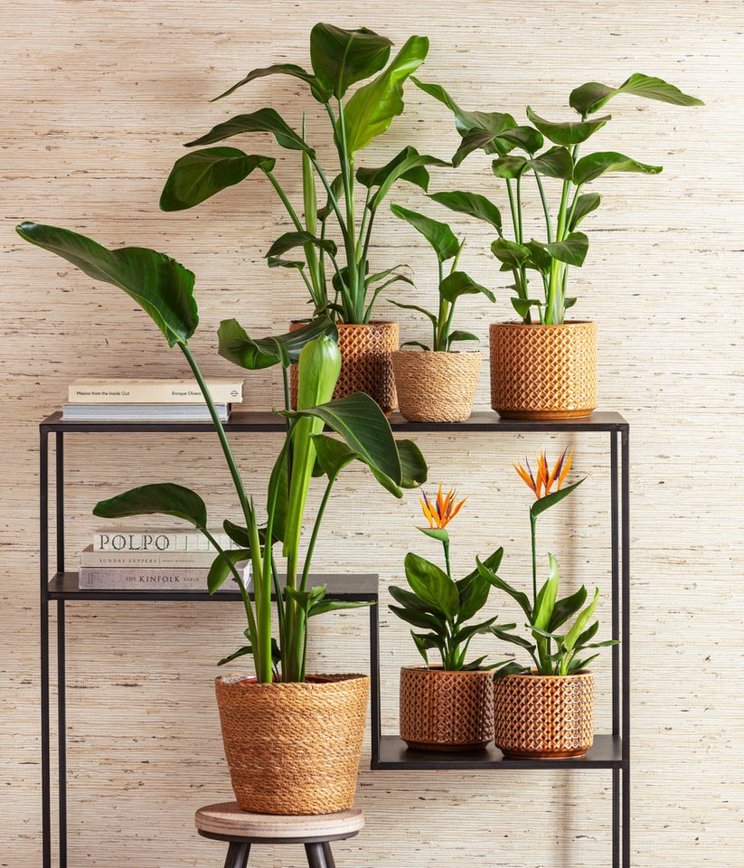 Dehner Kübelpflanzen Baumstrelitzie, Strelitzia nicolai, tropische Pflanze, versch. Größen, imposante, wärmeliebende Grünpflanze mit niedrigem Wasserbedarf – Bild 3 von 4