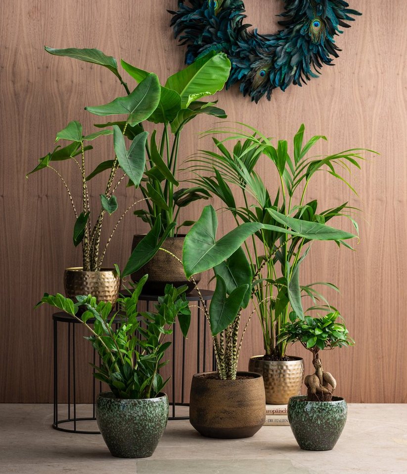 Dehner Kübelpflanzen Baumstrelitzie, Strelitzia nicolai, tropische Pflanze, versch. Größen, imposante, wärmeliebende Grünpflanze mit niedrigem Wasserbedarf – Bild 4 von 4