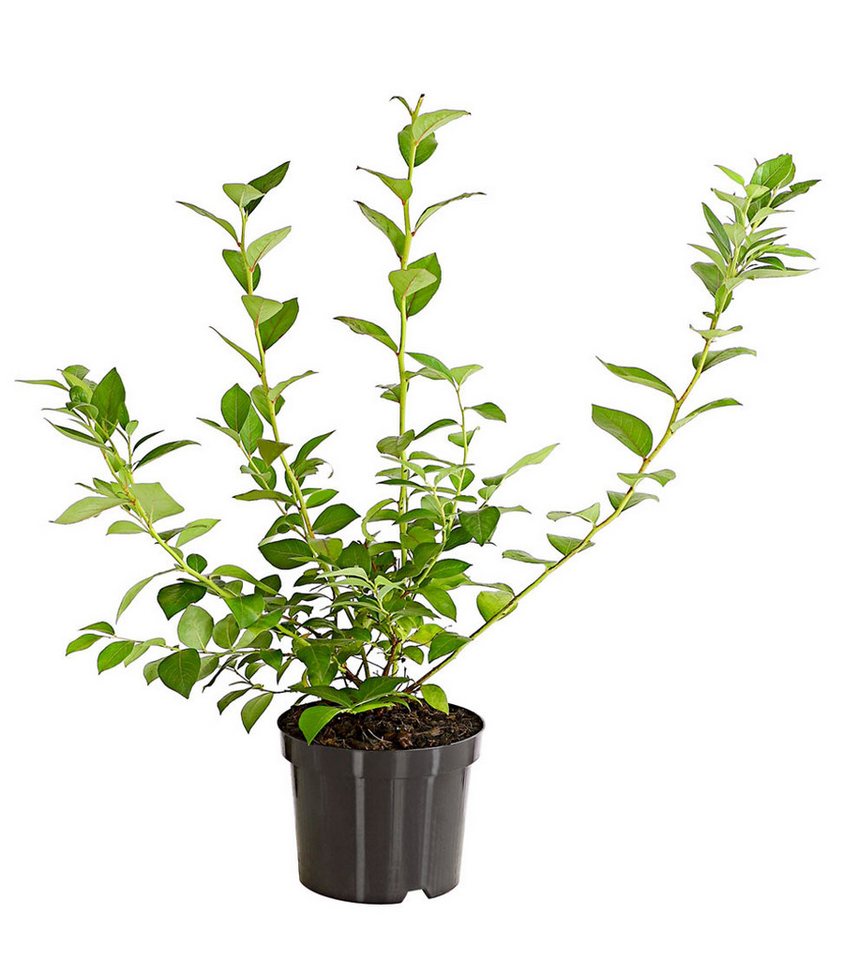 Dehner Obstpflanze Heidelbeere Reka®, ca. 40-60 cm, 2 l Topf, Strauch, schnell und dichtwachsender Beerenstrauch mit hohen Erträgen – Bild 2 von 4