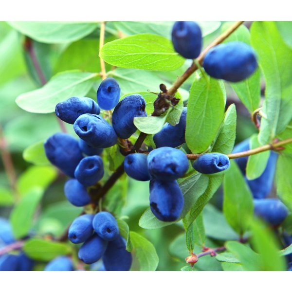 Dehner Obstpflanze Heidelbeere, Honigbeere Polina, 30-40 cm, 3 l Topf, auch als Sibirische Blaubeere bekannt, Befruchtersorte benötigt