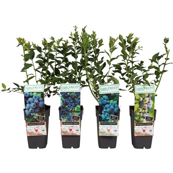 Dehner Obstpflanze Heidelbeere, 4er Set, je 50-60 cm, je 2l Topf, mehrjährige, selbstbefruchtende Beerensträucher, insektenfreundlich