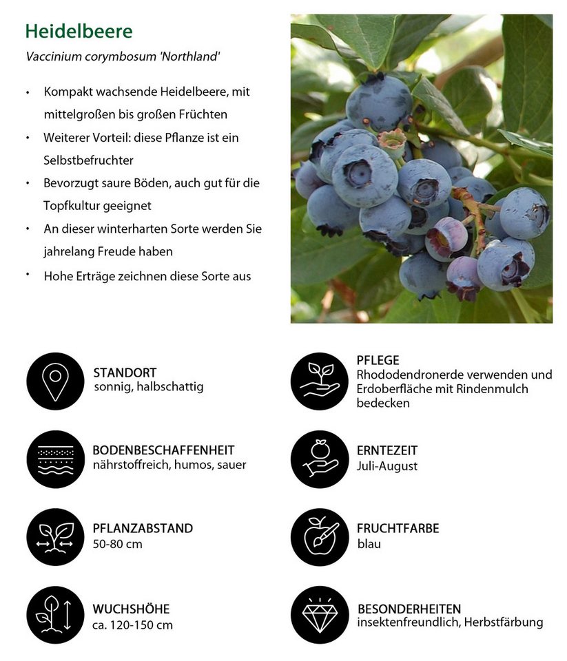 Dehner Obstpflanze Heidelbeere, 4er Set, je 50-60 cm, je 2l Topf, mehrjährige, selbstbefruchtende Beerensträucher, insektenfreundlich – Bild 2 von 5