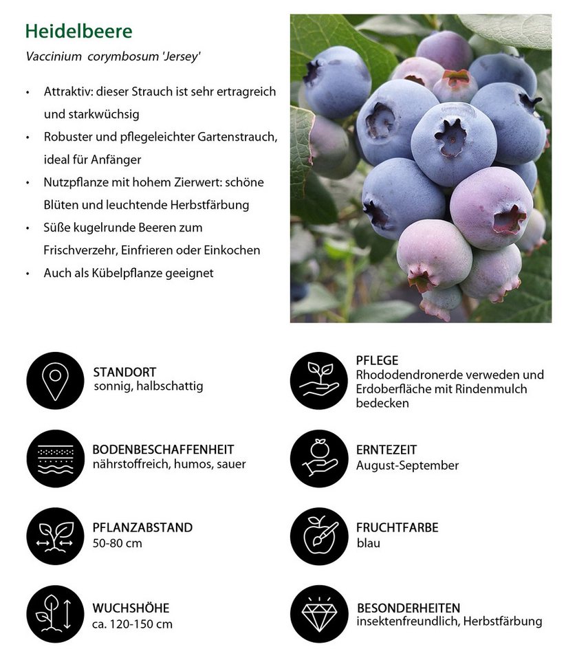 Dehner Obstpflanze Heidelbeere, 4er Set, je 50-60 cm, je 2l Topf, mehrjährige, selbstbefruchtende Beerensträucher, insektenfreundlich – Bild 3 von 5