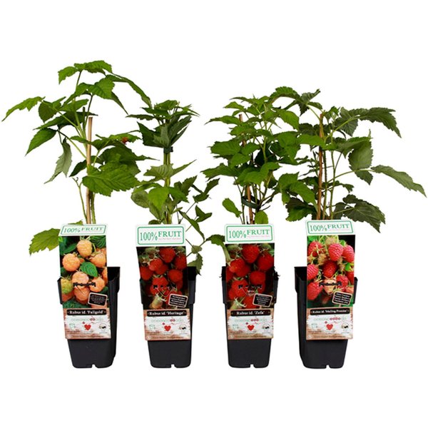 Dehner Obstpflanze Himbeere 4er Set, je 50-60 cm, 2 l Topf, 4 verschiedene Selbstbefruchter-Sorten für Ernte im Sommer und Herbst