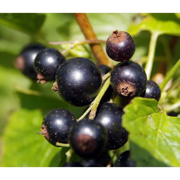 Dehner Obstpflanze Johannisbeere Schwarze Perle, Ribes nigrum, große aromatische Früchte, Beerenstrauch Selbstbefruchter-Pflanze, schwarze Früchte