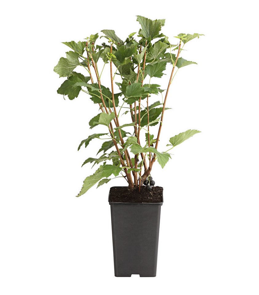 Dehner Obstpflanze Johannisbeere Schwarze Perle, Ribes nigrum, große aromatische Früchte, Beerenstrauch Selbstbefruchter-Pflanze, schwarze Früchte – Bild 2 von 2