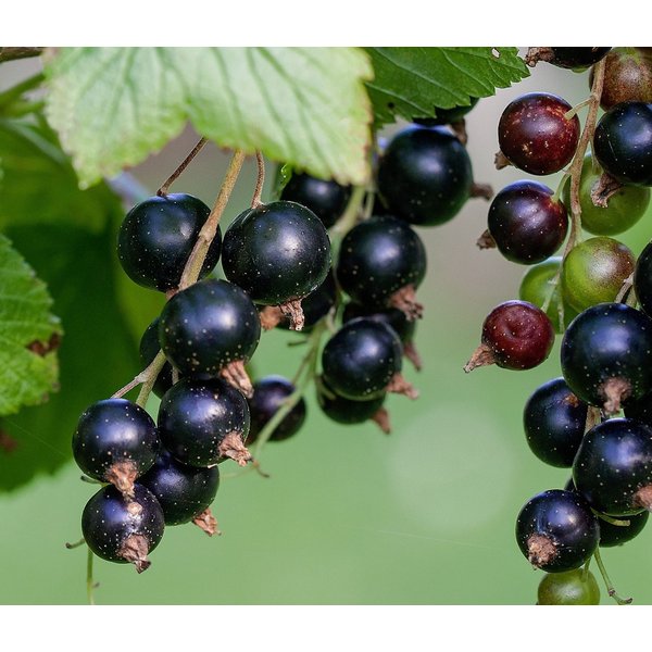 Dehner Obstpflanze Johannisbeere Titania, Ribes nigrum, schwarze Früchte, robuster Beerenstrauch, schwarze Früchte