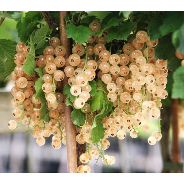 Dehner Obstpflanze Johannisbeere Weiße Versailler, Ribes rubrum, weiße Früchte