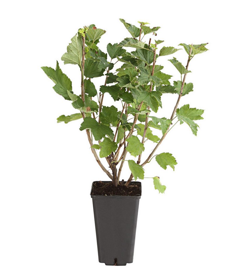 Dehner Obstpflanze Johannisbeere Weiße Versailler, Ribes rubrum, weiße Früchte – Bild 2 von 5