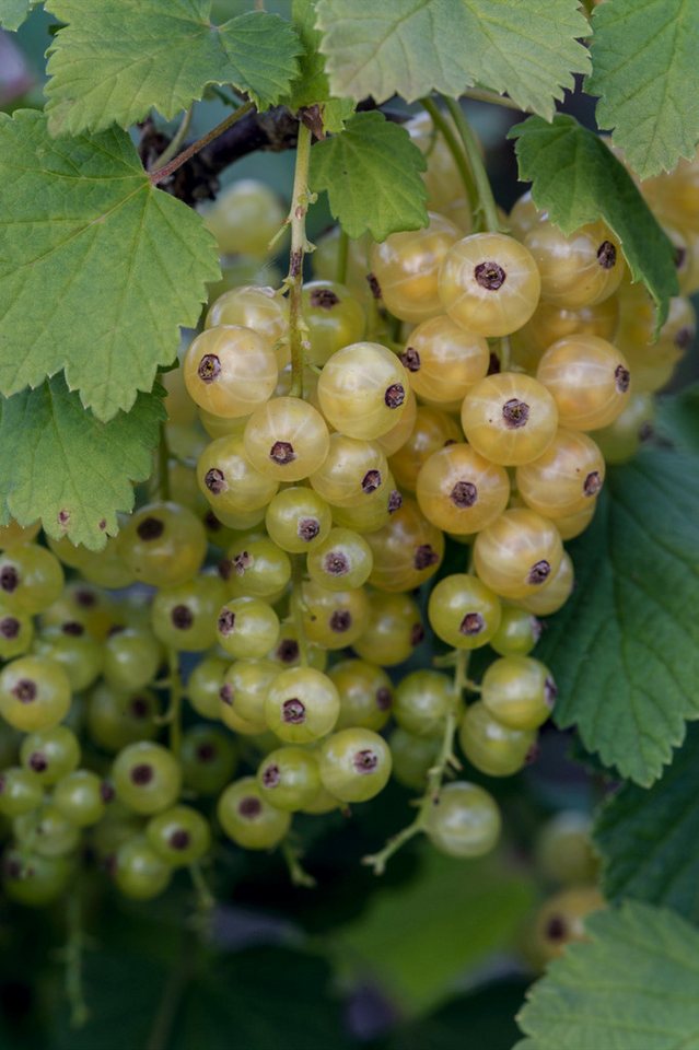 Dehner Obstpflanze Johannisbeere Weiße Versailler, Ribes rubrum, weiße Früchte – Bild 4 von 5